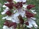 Orchis purpurea. Stor Gøgeurt.