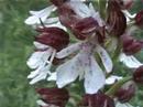 Orchis purpurea. Stor G�geurt.