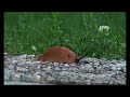 Slug