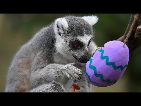 Zootiere in britischen Zoos freuen sich ber Ostere ...