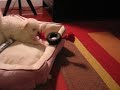 Jazmin playing with tire toy