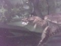 Common Snapping turtle swallowing live mouse