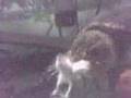 Common Snapping turtle swallowing live mouse