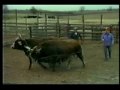 Oxen Training Video (pt 1 - extended version)