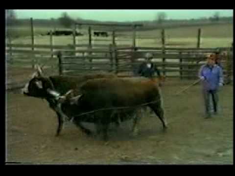 how to train oxen