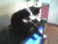 My cat doesn't know his name.