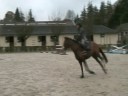 Pharone at the Haras de la Touche Porée.wmv Pharone at the Haras de la Touche Porée.wmv