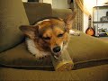 Peanut Butter & Corgi