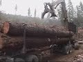 Loading Logs on a Logging Truck