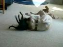 Scratch & Hootch playing