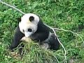 panda.html