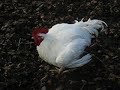 Sunny the Roo, crowing Sunny the Roo, crowing
