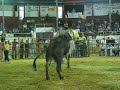 JARIPEO RANCHERO DF