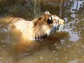 DEW Animal Kingdom - Tiger in Water Playing DEW Animal Kingdom - Tiger in Water Playing