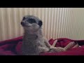 Enlace a ¿Ya es hora de despertarse? 5 minutos más...