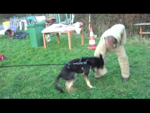 chien de sécurité