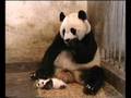 PANDI PANDA!
