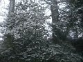 snowfall, spring 2009, england