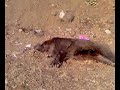 domuzun vurulduktan bir gun sonraki hali...hak edene hak ettigi kadar sevgi hak edene hak ettigi kadar mermi!