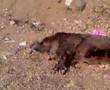 gobelliler domuz avi boar hunt by H.GADI 2