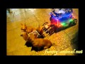 Dog pulling royal cart with colorful flash lights 