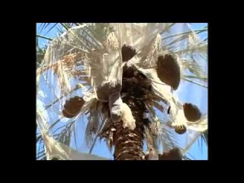 how to harvest dates