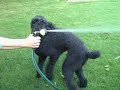 Bonnie Freel Psycho hose dogs part 1 Bonnie Freel Psycho hose dogs part 1