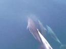Dolphines in mediteranean sea