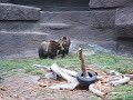 Kodiac bears of San Francisco Zoo