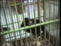 Talk bird  Java Indonesia Sprechvogel muhabbet kusu  Kudis
