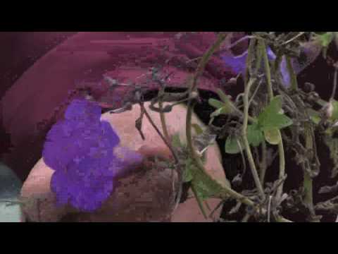 how to transplant mexican petunias