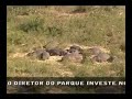 Viagem a Africa (Banch Marketing Ecoturismo)
