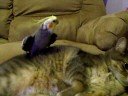 Mon Cockatiel Bibi et mon chat Timmy!