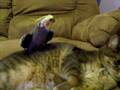 Mon Cockatiel Bibi et mon chat Timmy!