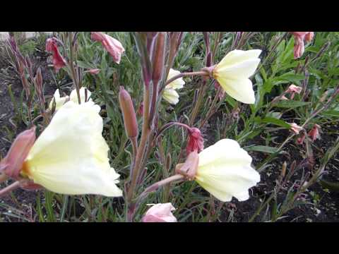 how to grow oenothera odorata
