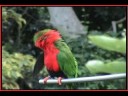 videos de Exotic Birds - San Diego Zoo Aviary