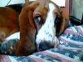 Basset Hound video