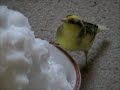 Canaries in snow Dec 2009