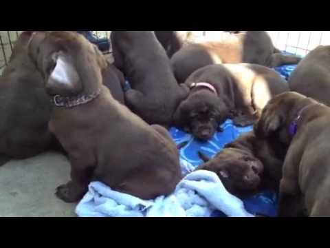 Day 52 chocolate lab puppies 2