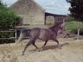 Quantec Aron jumping CSO