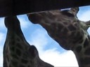 Zooz Giraffes