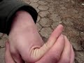 palce guma