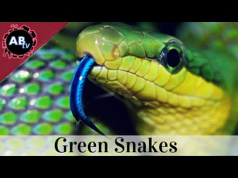 YouTube reptile video