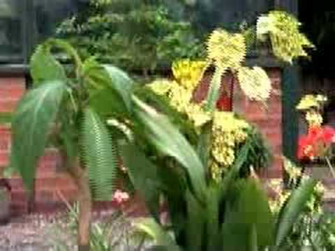 Hoggywart - Martin Fish explains how to plant up a container for summer colour using tender plants.