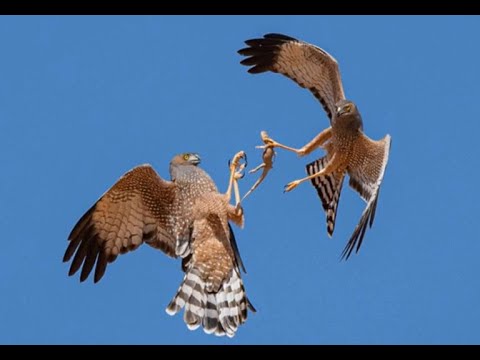 <p>A Photographic guide to Birds of Outback Queensland</p>
 video thumbnail