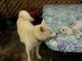 Mitzi, Brutus, Jasper, Sandy and pals