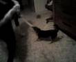 Manchester Terrier video