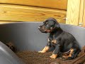 Dobermann Kennel Russkaja Mechta