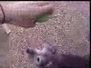 Kelly's cavia's en hond Rakker
