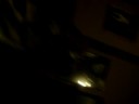 my cat sneezing on me